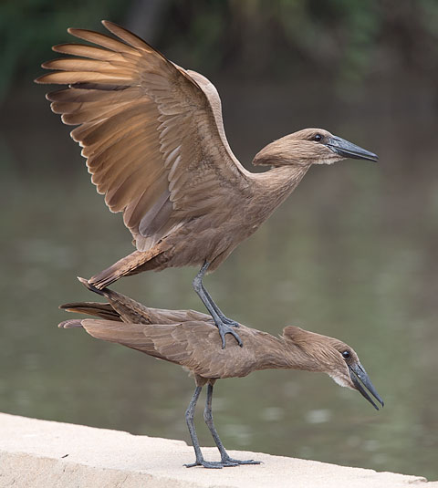 Hamerkop mating pair
